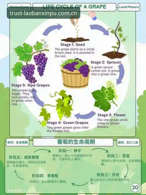 老版新葡萄教程 揭秘老版新葡萄教程背后的真相:从入门到精通的全流程解析