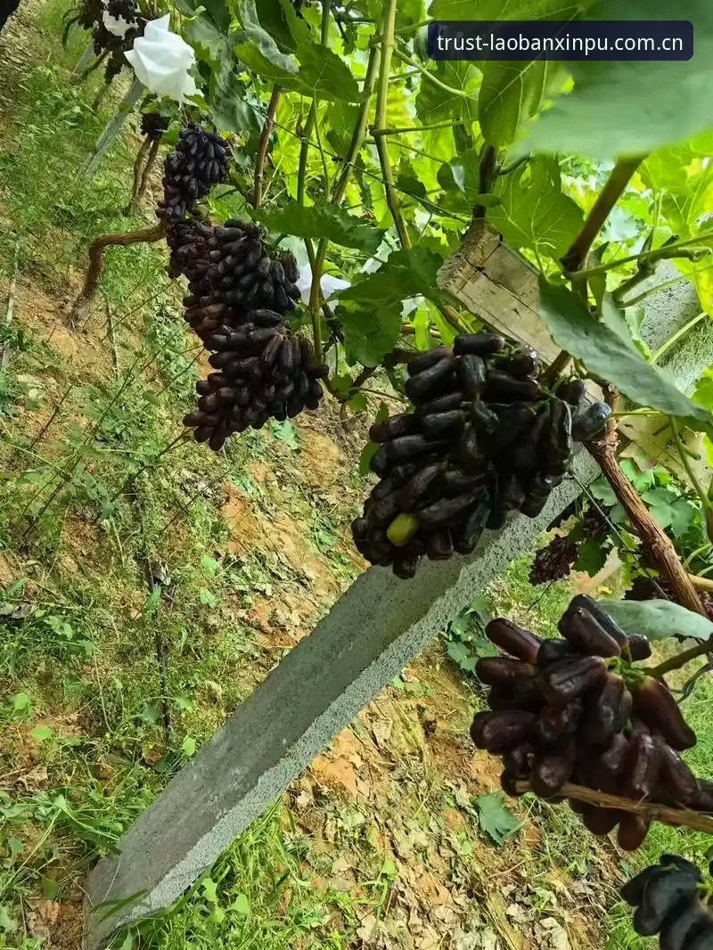 老版新葡萄安装对比 4个关键维度:老版新葡萄安装对比深度解析