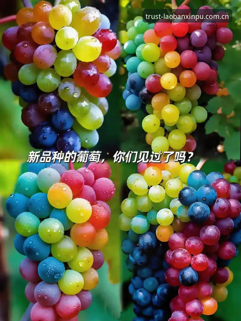 新葡萄8883官网平台深度分析：从技术视角解读新葡萄娱乐怎么玩