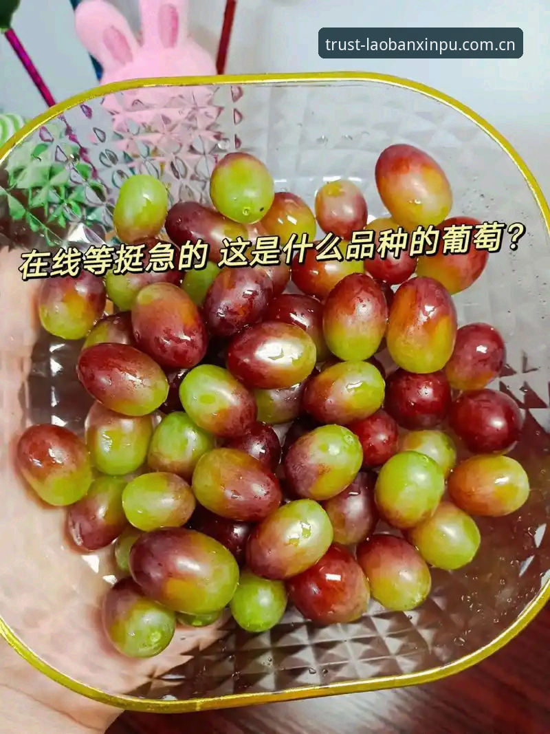 老版新葡萄网页版 揭秘新葡萄8883官网:老用户眼中的老版新葡萄网页版到底有多香?